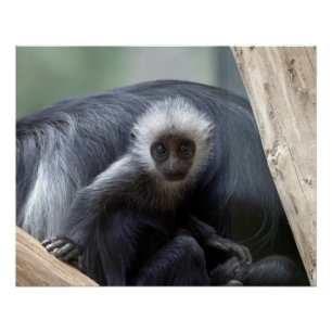 Colobus polykomos perfect poster