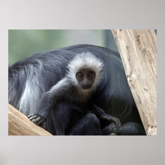 Colobus polykomos poster (Voorkant)