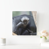 Colobus polykomos vierkante klok (Huis)