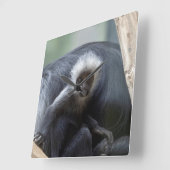 Colobus polykomos vierkante klok (Hoek)