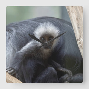 Colobus polykomos vierkante klok