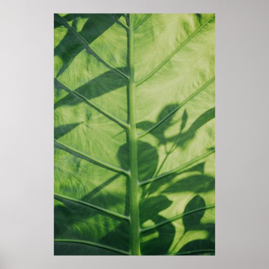 Colocasia esculenta leaf poster (Voorkant)