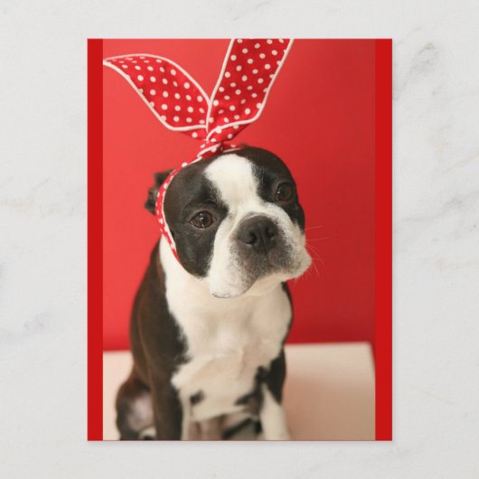 Cologalita Usamimi Postcards Briefkaart (Voorkant)