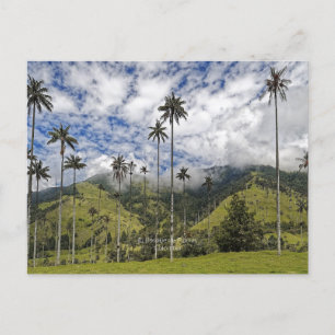 Colombia - El Bosque de Palmas Briefkaart