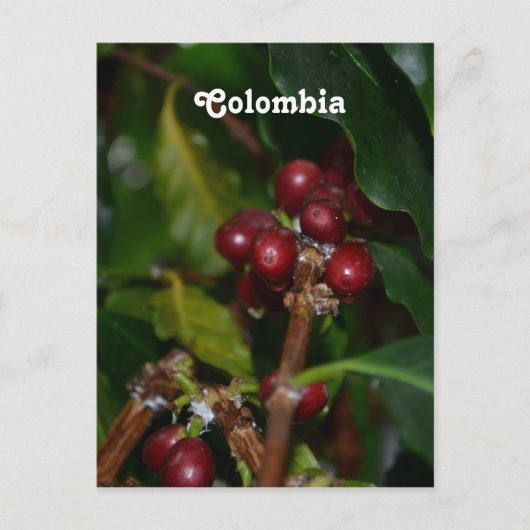 Colombiaanse koffiebonen briefkaart (Voorkant)