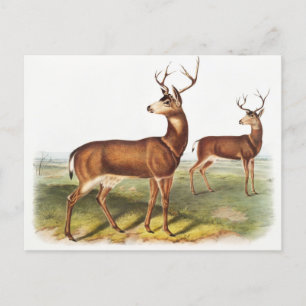Colombiaanse zwarte dieper (Cervus Richardsonii) Briefkaart