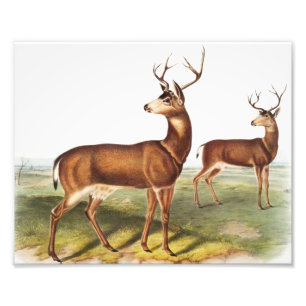 Colombiaanse zwarte dieper (Cervus Richardsonii) Foto Afdruk