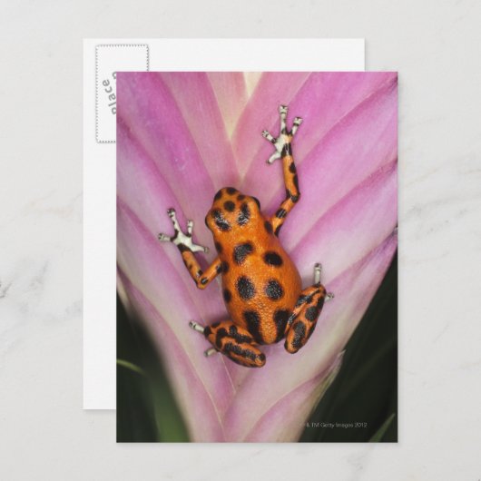 Colon Isle Dart Frog, Oophaga pumilio Briefkaart (Voorkant / Achterkant)