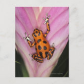 Colon Isle Dart Frog, Oophaga pumilio Briefkaart (Voorkant)