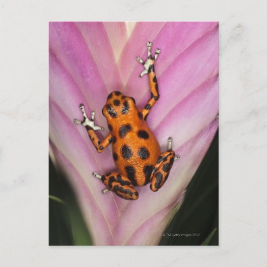 Colon Isle Dart Frog, Oophaga pumilio Briefkaart (Voorkant)