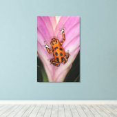 Colon Isle Dart Frog, Oophaga pumilio Canvas Afdruk (Insitu (Houten vloer))