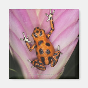 Colon Isle Dart Frog, Oophaga pumilio Magneet