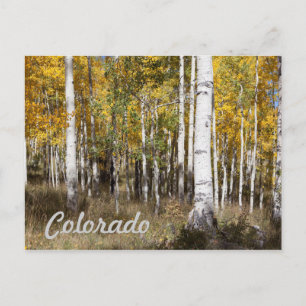 Colorado Aspen Grove in het najaar Briefkaart