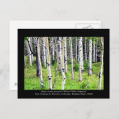 Colorado Aspen Trees Briefkaart (Voorkant / Achterkant)