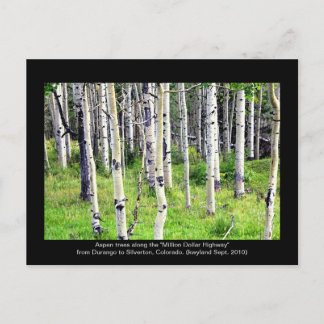 Colorado Aspen Trees Briefkaart