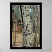 Colorado Aspen Trees Poster (Voorkant)