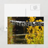 Colorado Aspens Briefkaart (Voorkant / Achterkant)