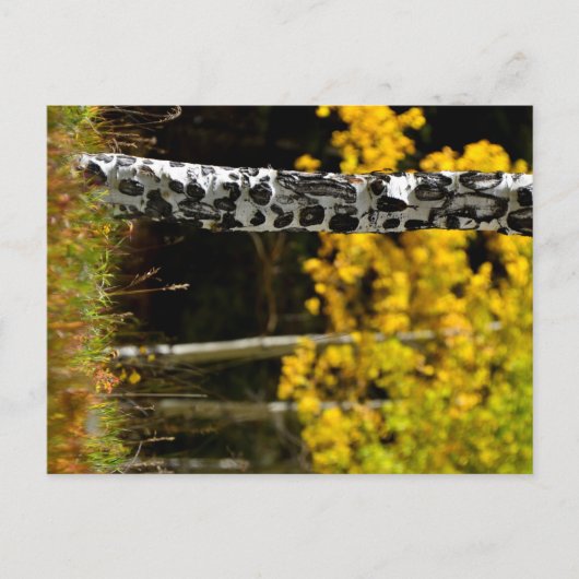 Colorado Aspens Briefkaart (Voorkant)