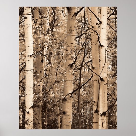 Colorado Aspens Poster (Voorkant)