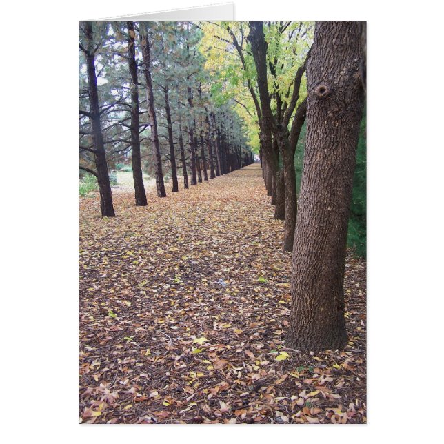 Colorado Autumn Lane (Voorkant)