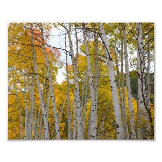 Colorado Birch bomen in de herfst Foto Afdruk (Voorkant)