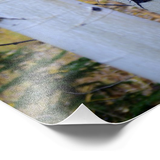 Colorado Birch Trees Foto Afdruk (Hoek)