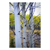 Colorado Birch Trees Foto Afdruk (Voorkant)