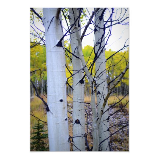 Colorado Birch Trees Foto Afdruk (Voorkant)