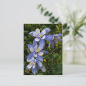 Colorado Blue Columbine bij Telluride Colorado Briefkaart (Staand voorkant)
