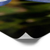 Colorado Blue Columbine bij Telluride Colorado Poster (Hoek)