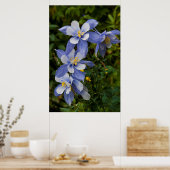 Colorado Blue Columbine bij Telluride Colorado Poster (Keuken)