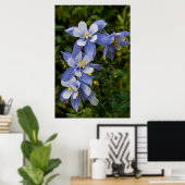 Colorado Blue Columbine bij Telluride Colorado Poster (Thuiskantoor)