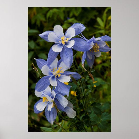 Colorado Blue Columbine bij Telluride Colorado Poster (Voorkant)