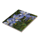 Colorado Blue Columbine bij Telluride Colorado Tegeltje (Zijkant)