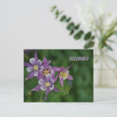 Colorado Blue Columbine Briefkaart (Staand voorkant)