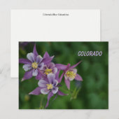 Colorado Blue Columbine Briefkaart (Voorkant / Achterkant)