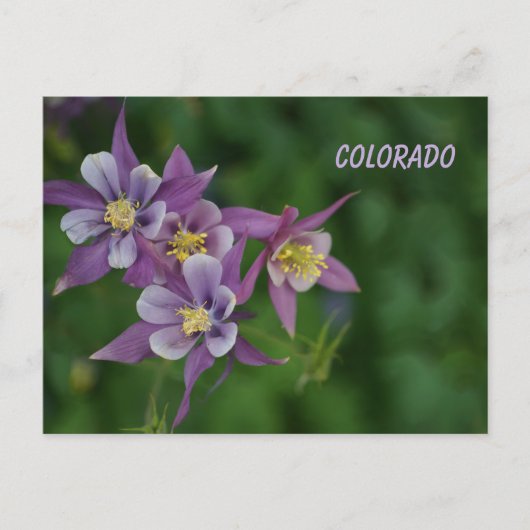 Colorado Blue Columbine Briefkaart (Voorkant)