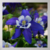 Colorado Blue Poster (Voorkant)