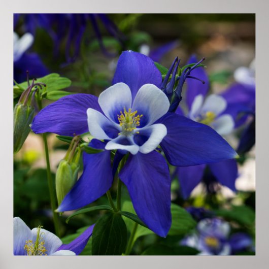 Colorado Blue Poster (Voorkant)