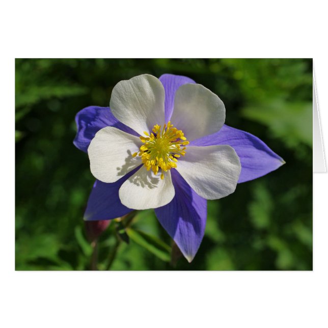 Colorado Columbine (Voorkant Horizontaal)