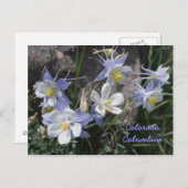 Colorado Columbine Briefkaart (Voorkant / Achterkant)