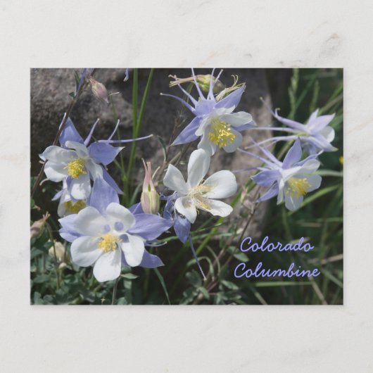 Colorado Columbine Briefkaart (Voorkant)