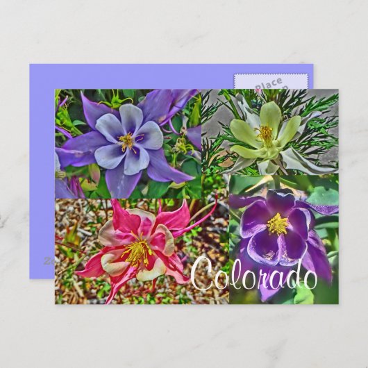 Colorado columbine briefkaart (Voorkant / Achterkant)