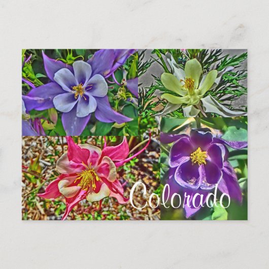 Colorado columbine briefkaart (Voorkant)