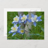 Colorado columbine briefkaart (Voorkant / Achterkant)
