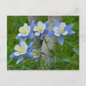 Colorado columbine briefkaart (Voorkant)