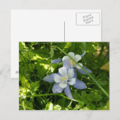 Colorado Columbine Briefkaart (Voorkant / Achterkant)
