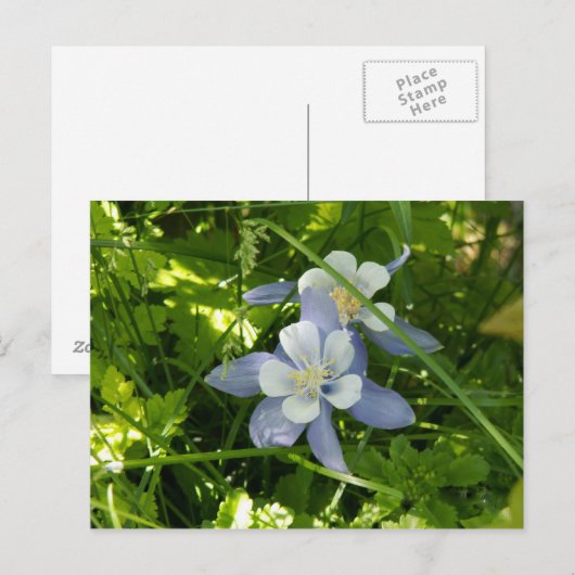 Colorado Columbine Briefkaart (Voorkant / Achterkant)