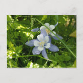 Colorado Columbine Briefkaart (Voorkant)