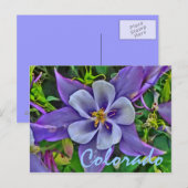 Colorado columbine briefkaart (Voorkant / Achterkant)